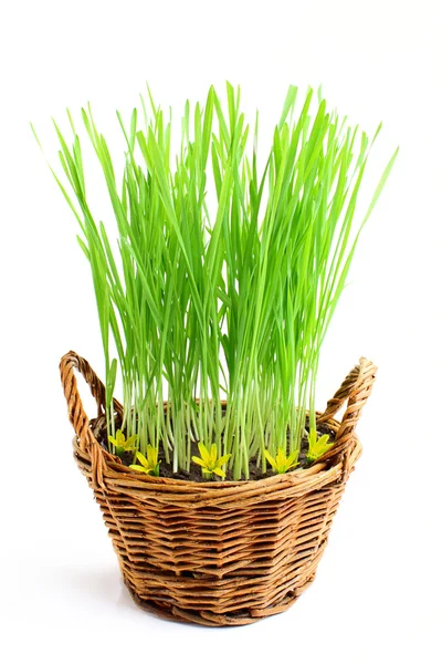 Growing grass in a basket. — Stock Photo, Image