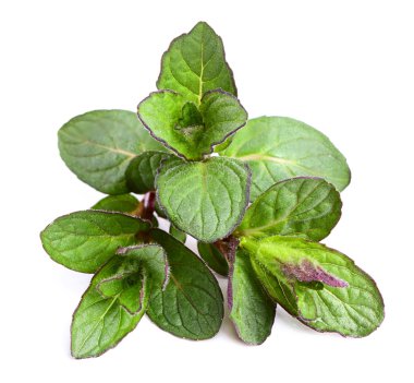 güzel taze nane fışkın.