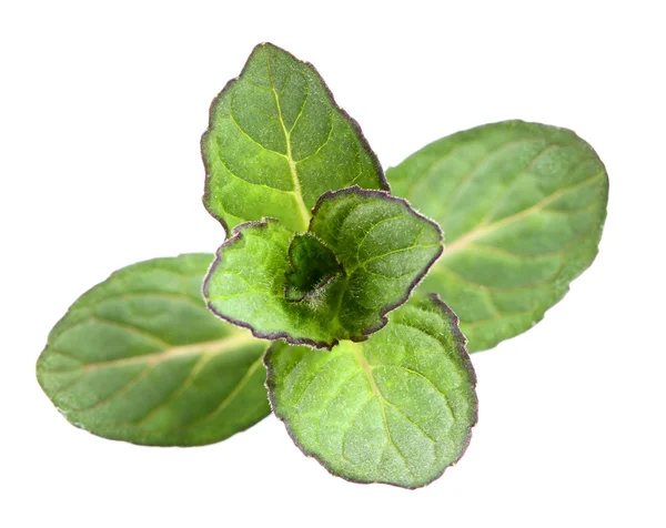 Fresh mint isolated. top view — Stock Photo, Image