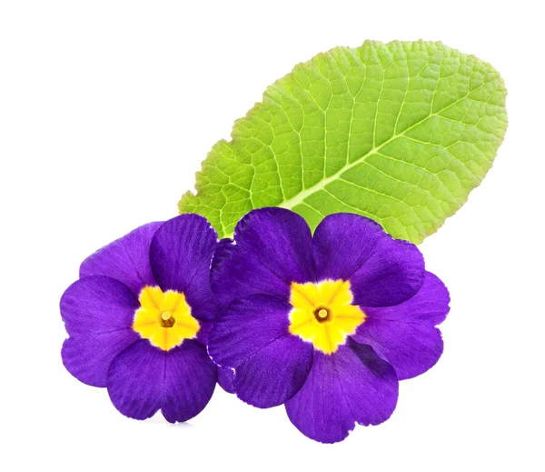 Flowers primrose with leaf. — Stock Photo, Image