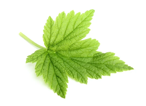 Currant leaf closeup. — Stock Photo, Image