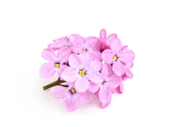 Rígido de flores lilás . — Fotografia de Stock
