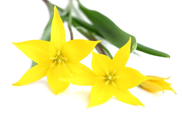 Žlutá lesní tulipány. — Stock fotografie