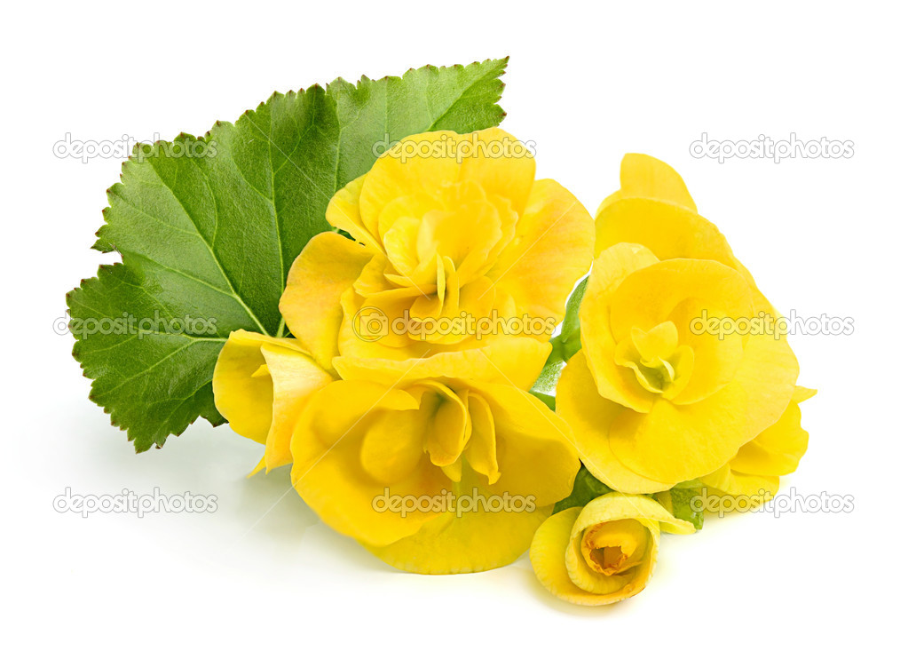 Yellow flowers Begonias with leaf. Stock Photo by ©osoznanie.jizni 46224999