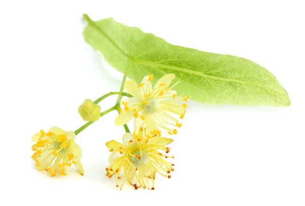 Flores de tília . — Fotografia de Stock