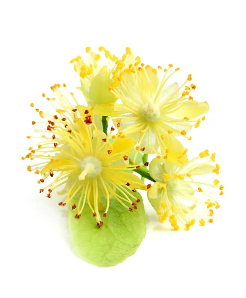 Linden flowers closeup. — Stock Photo, Image