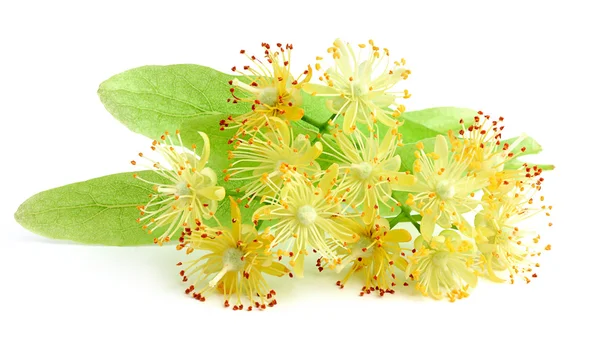 Linden bloemen close-up. — Stockfoto