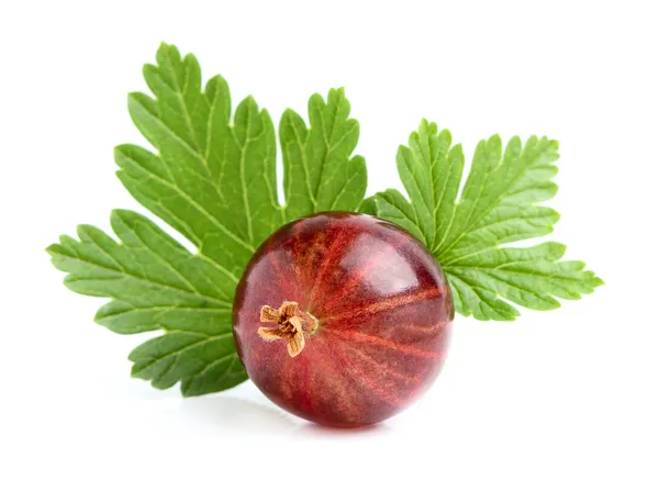 Grosella roja con una hoja . — Foto de Stock