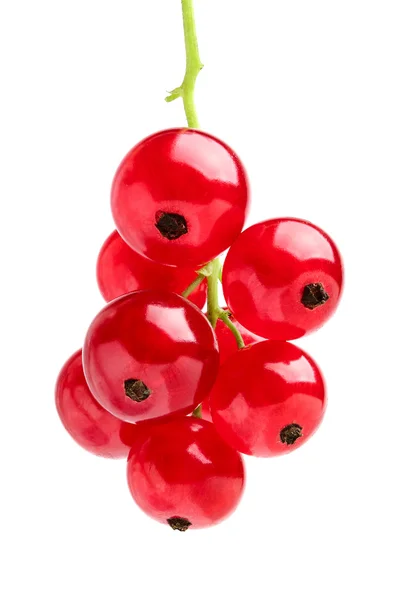 Red currant on a branch,vertical. — Stock Photo, Image