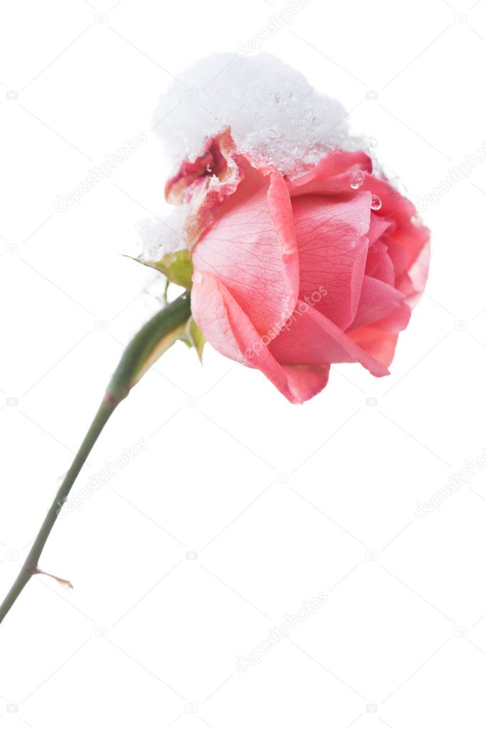 Rose And Snow - with clipping path