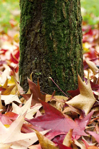 Höstens trädstam och blad — Stockfoto