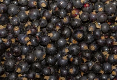 Siyah frenk üzümü