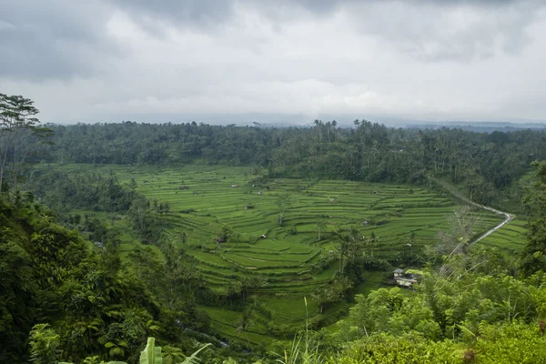 Rice terraces — Stock Photo, Image