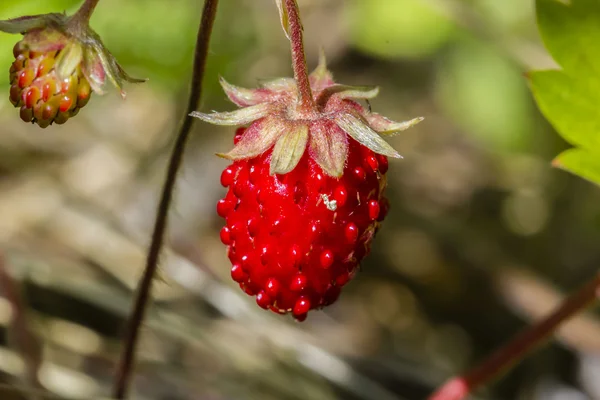 Wild strawberry — Stock Photo, Image