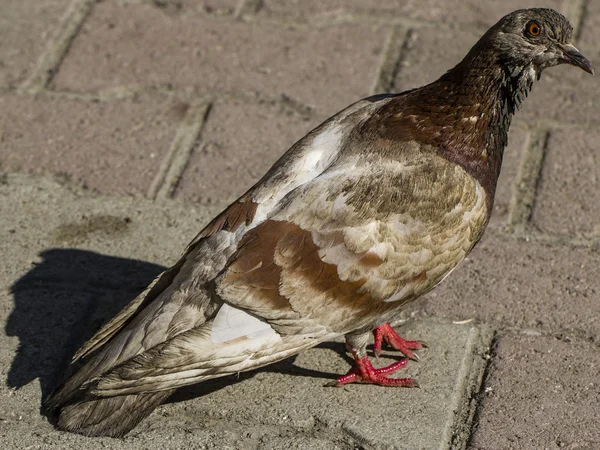 Pigeon — Photo