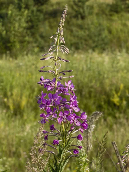 Fireweed — Stok fotoğraf