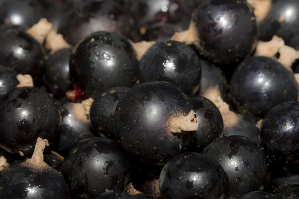 Grosella negra — Foto de Stock