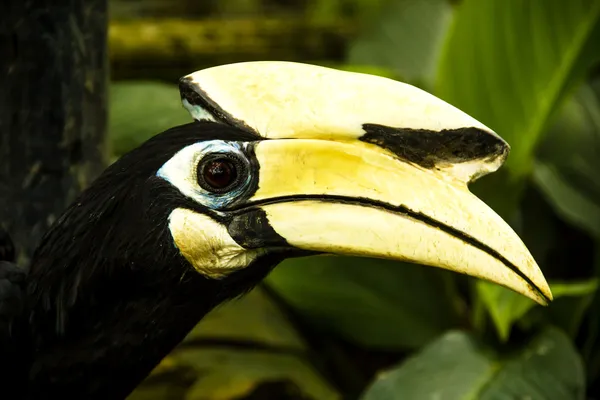 Hornbill fågel — Stockfoto