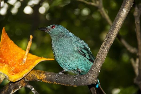 Asiático Fada Bluebird — Fotografia de Stock