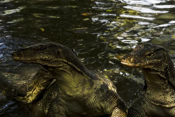 Νερό οθόνη (Varanus Salvator) Φωτογραφία Αρχείου