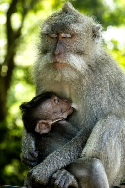 Monkey with it 's child — стоковое фото