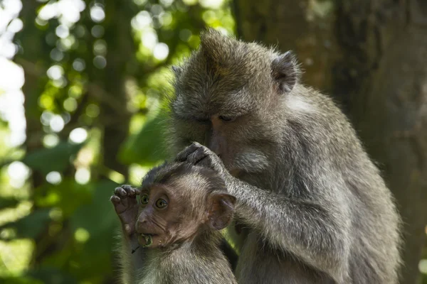 Monkey with it 's child — стоковое фото