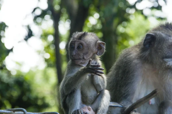 Monkey baby — Stock Photo, Image