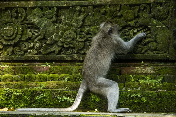 Bebé mono — Foto de Stock