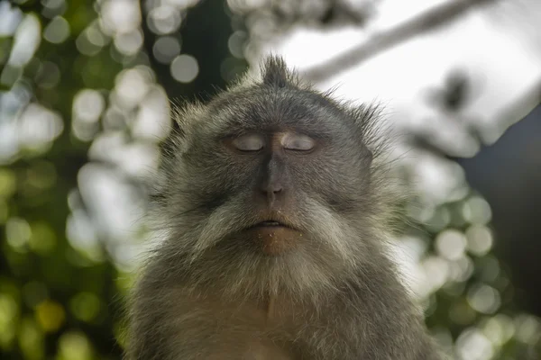 Ύπνου μαϊμού Φωτογραφία Αρχείου