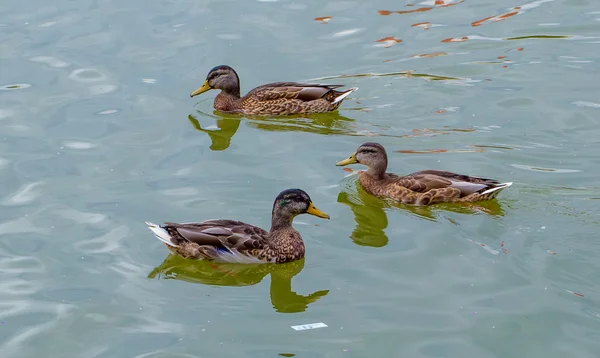 Üç ördek