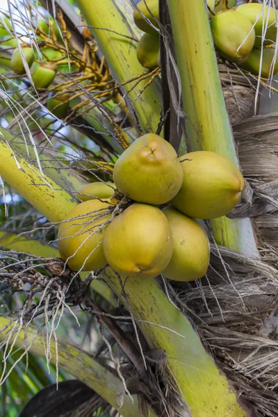Coconut palm — Stockfoto
