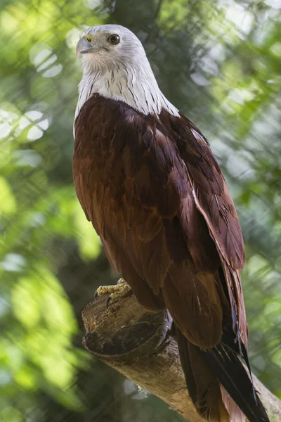 Weißkopfadler — Stockfoto