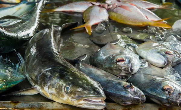 Marché aux poissons — Photo