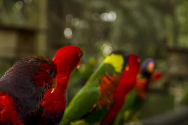 Loriots und Lorikeets — Stockfoto