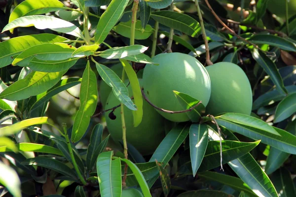 Groene mango 's — Stockfoto