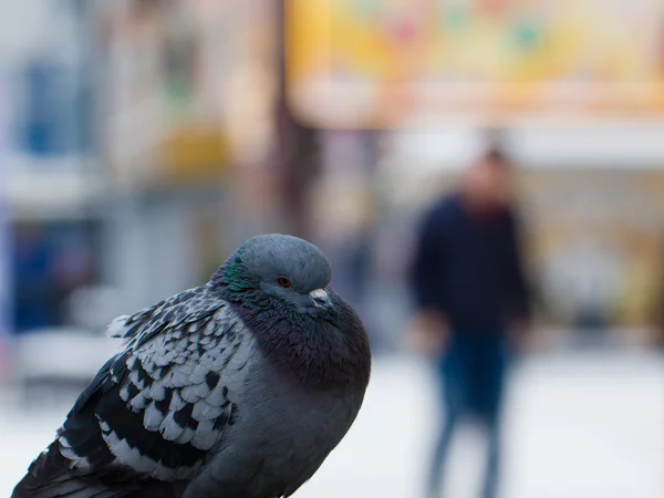 Pigeon — Photo