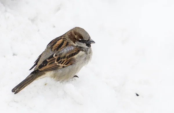 Sparrow — Stock Photo, Image