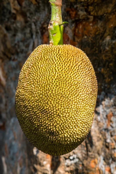 Jackfruit — Stock Photo, Image