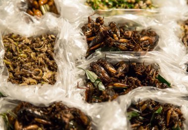 plastik torbalar içinde kızarmış böcekler