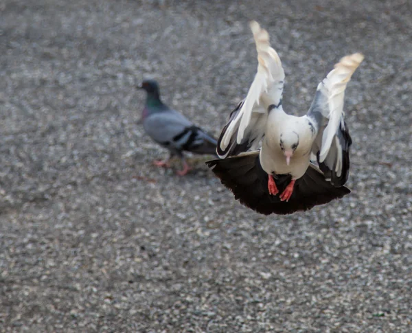 Pigeon — Stock Photo, Image