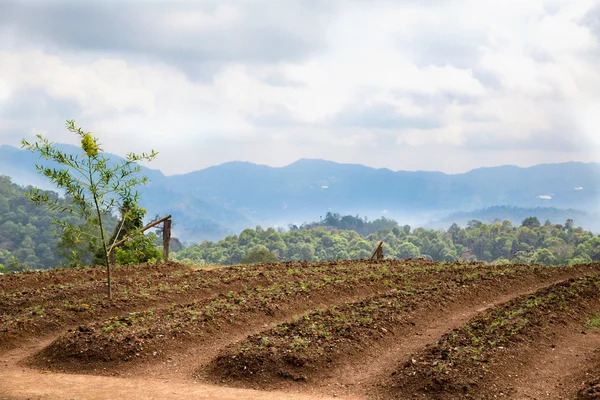 Campos de plantação — Fotografia de Stock