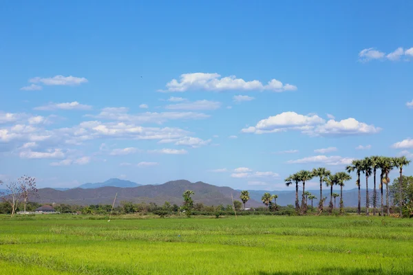 Campos de arroz — Foto de Stock