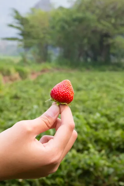 A strawberry in hand — Stock Photo, Image