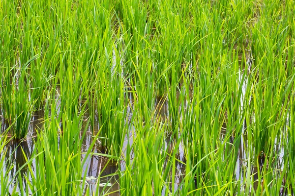 Plantas de arroz . — Fotografia de Stock