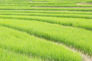 Tayland 'daki pirinç tarlası
