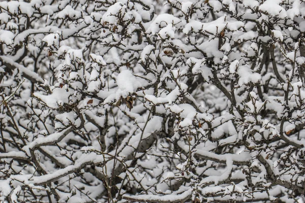 Oddziały wih śnieg — Zdjęcie stockowe