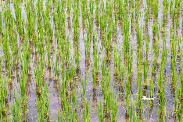 Plantes de riz — Photo
