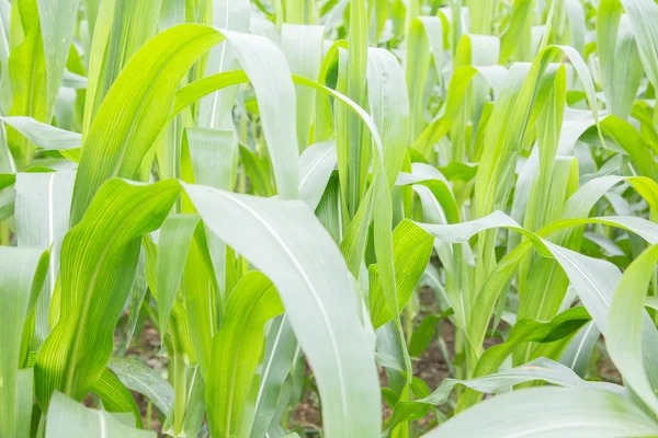 Corn plants — Stock Photo, Image