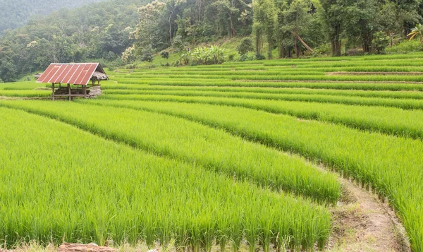 Campo de arroz na Tailândia — Fotografia de Stock