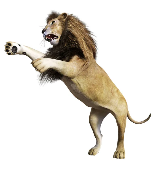 Lion Front White Background Illustration — Stock Photo, Image